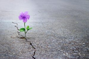 purple flower growing crack street soft focus blank text purple flower growing crack street soft focus 106259853